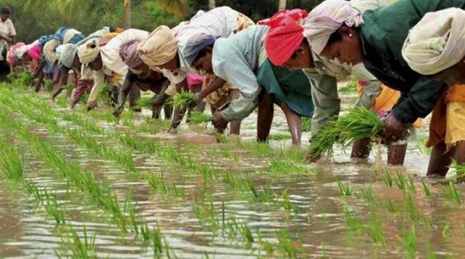 Agriculture in Kerala | Kerala Agriculture